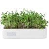 Organic Microgreens Grow Kit with Ceramic Planter