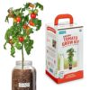 Cherry Tomato Organic Windowsill Planter Kit - Grows Year Round